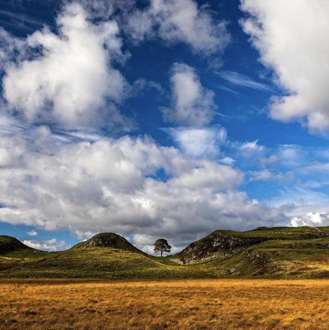 uploads/94_Sycamore Gap tree.jpg